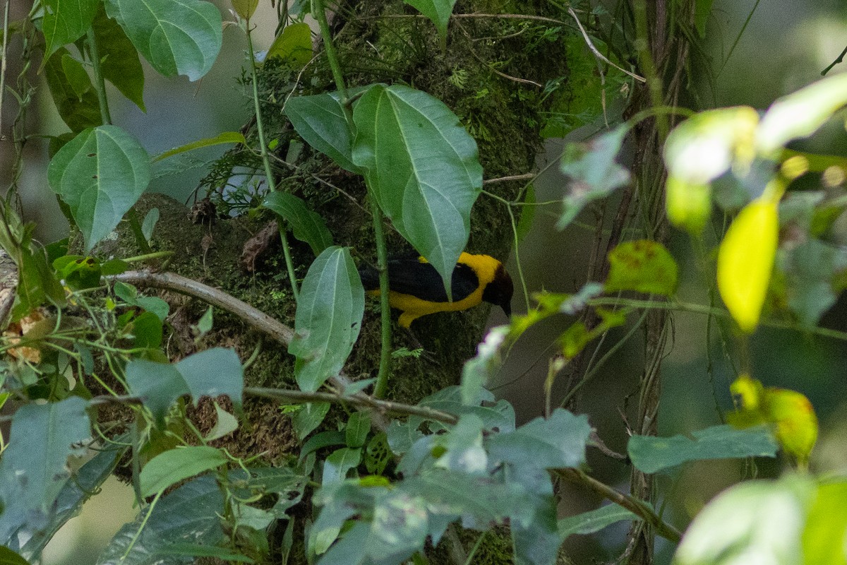 Brown-capped Weaver - ML620759381