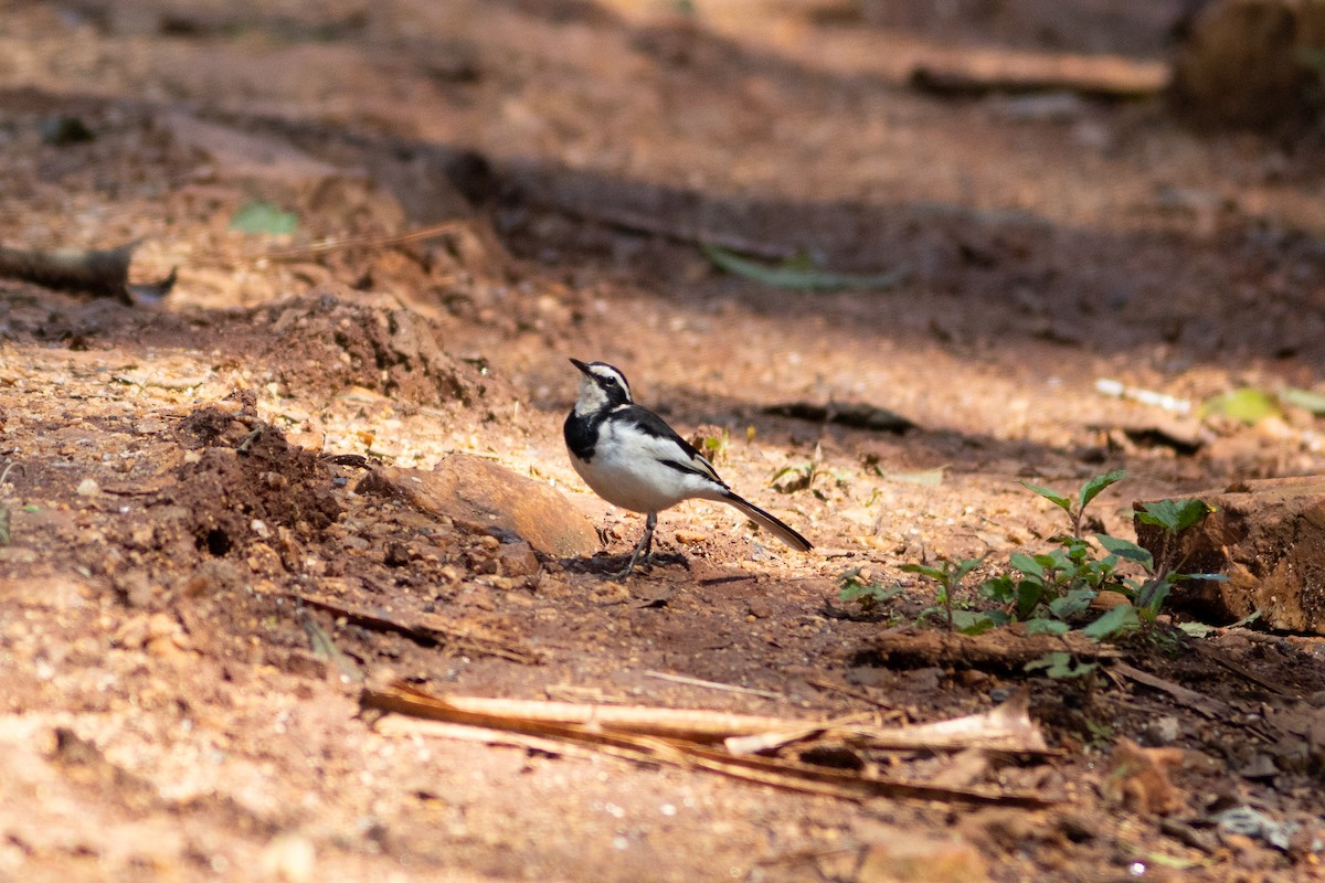 African Pied Wagtail - ML620759385