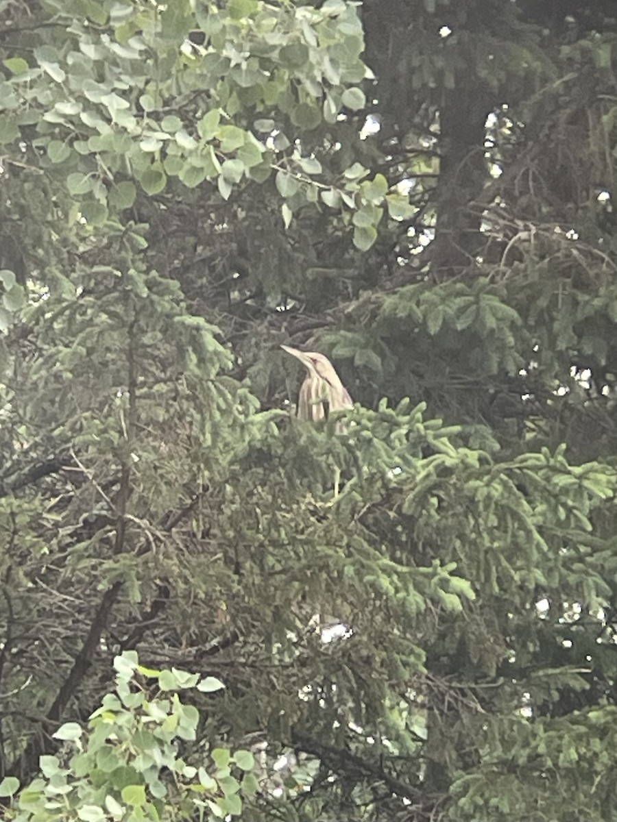 American Bittern - ML620759386