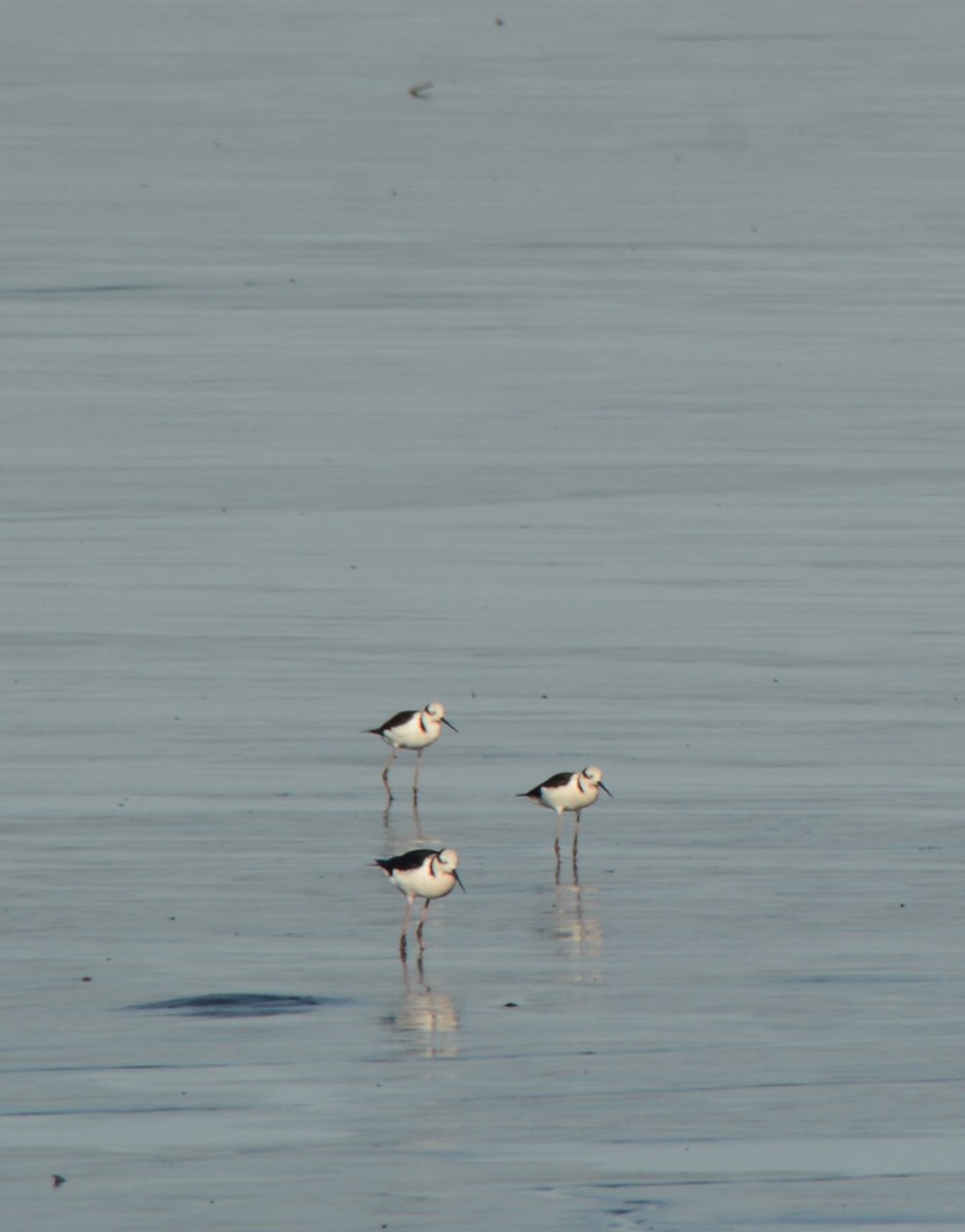 Black-necked Stilt - Maria Ogrzewalska