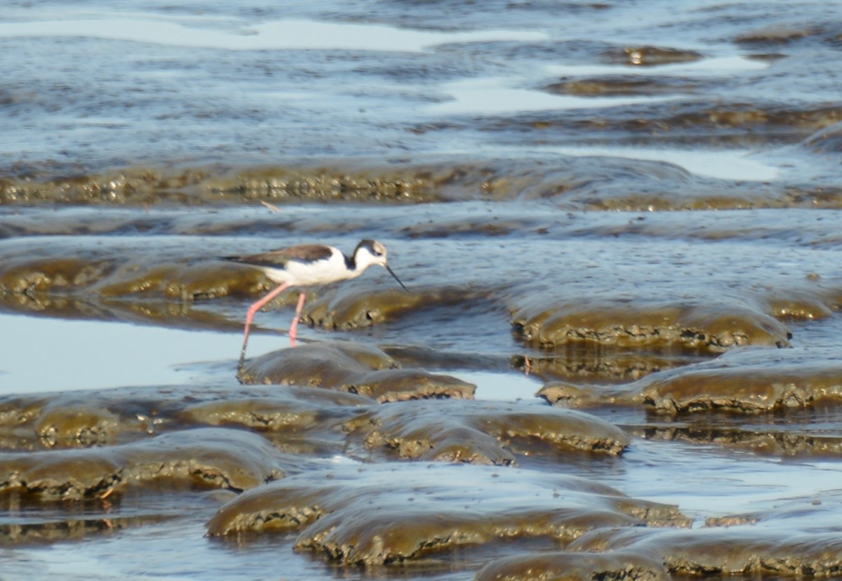 Black-necked Stilt - ML620759392