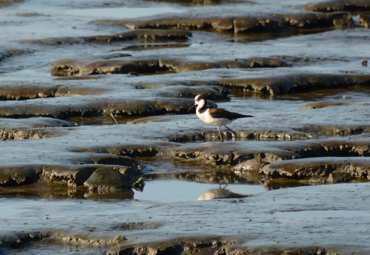 Black-necked Stilt - ML620759393