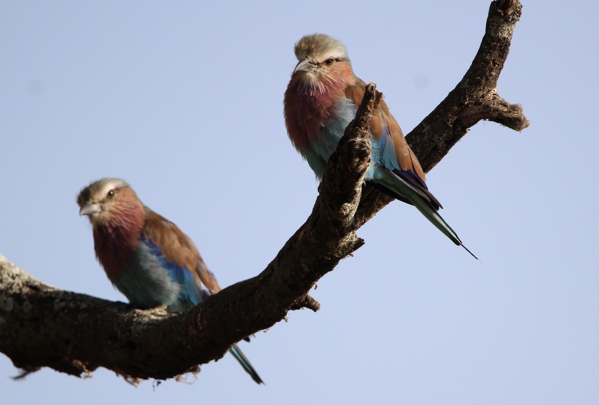 Lilac-breasted Roller - ML620759394