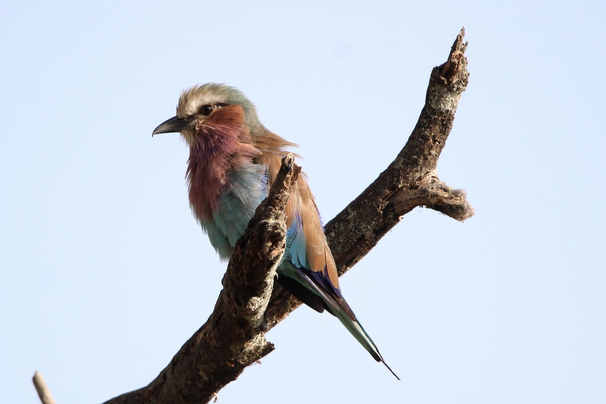 Lilac-breasted Roller - ML620759396