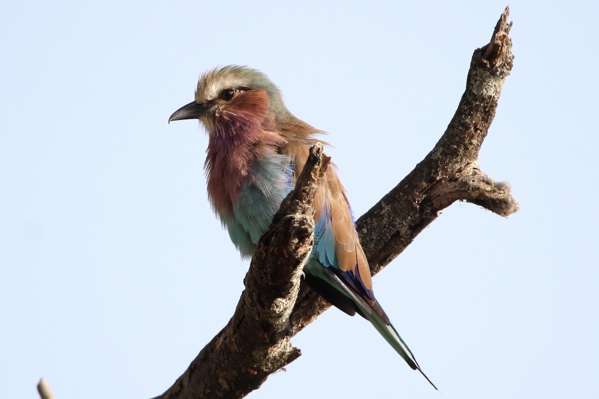 Lilac-breasted Roller - ML620759397