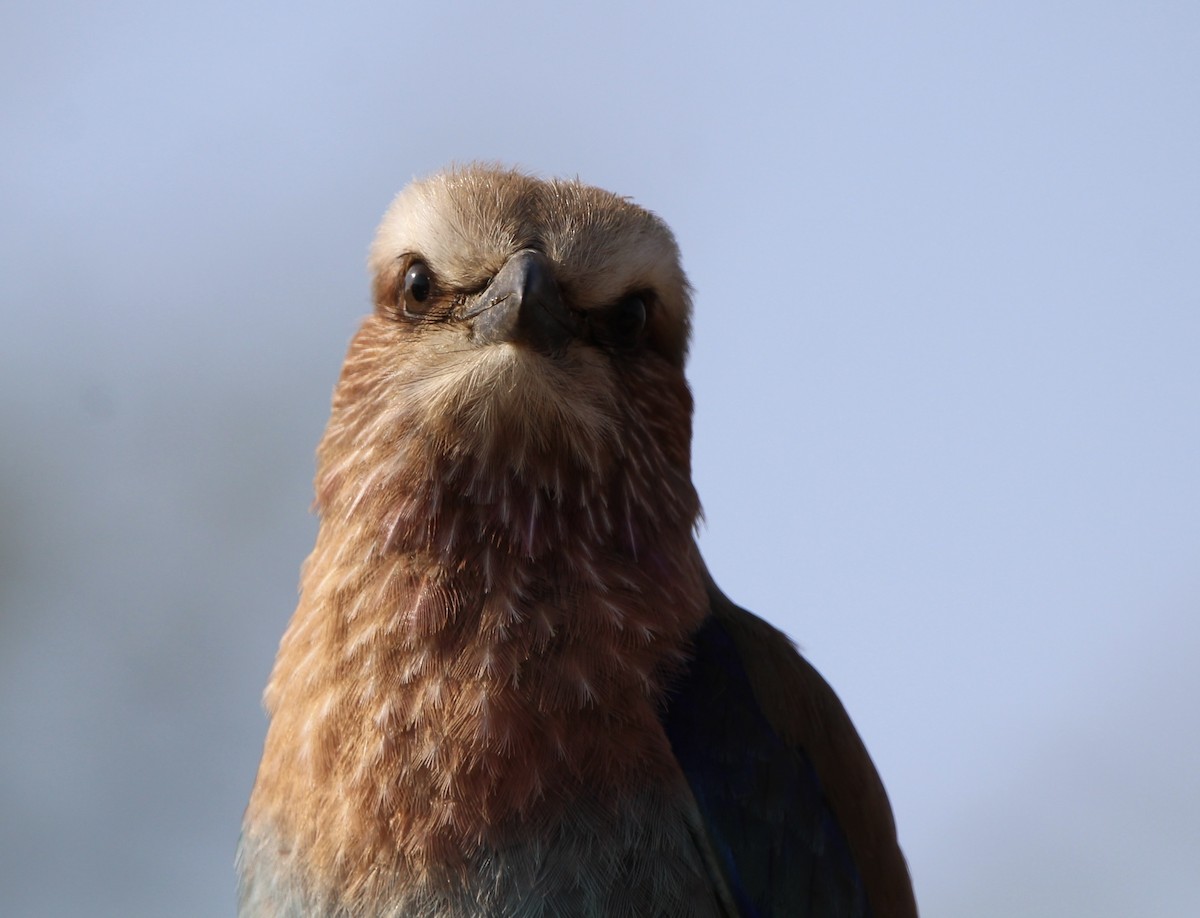 Lilac-breasted Roller - ML620759398