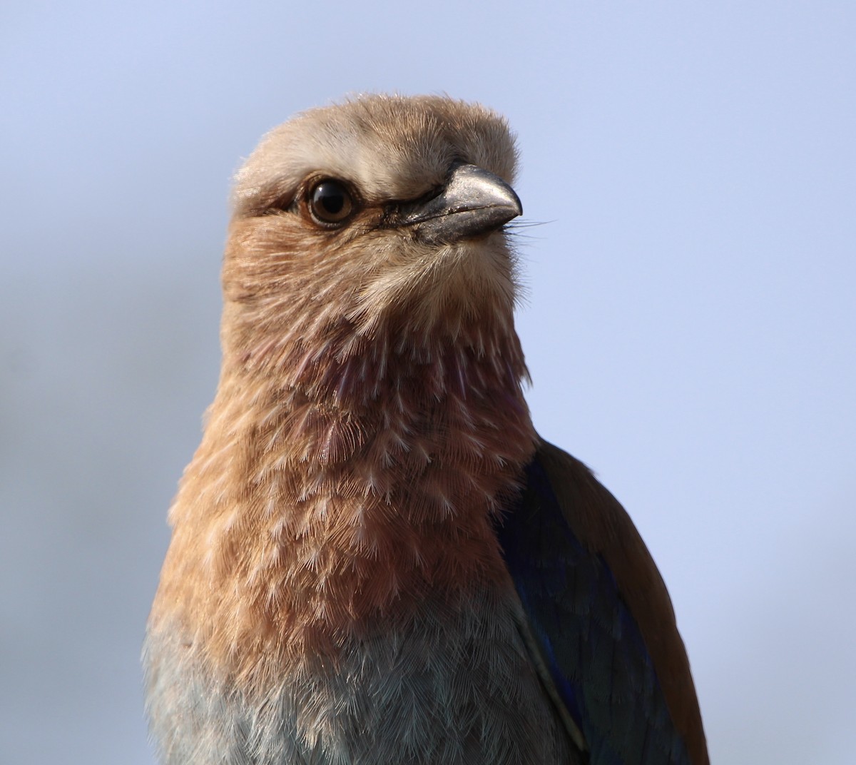 Lilac-breasted Roller - ML620759399