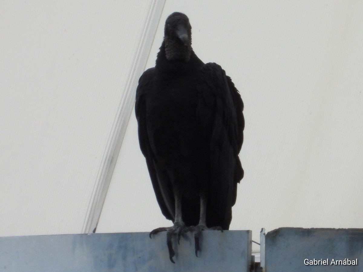 Black Vulture - ML620759400