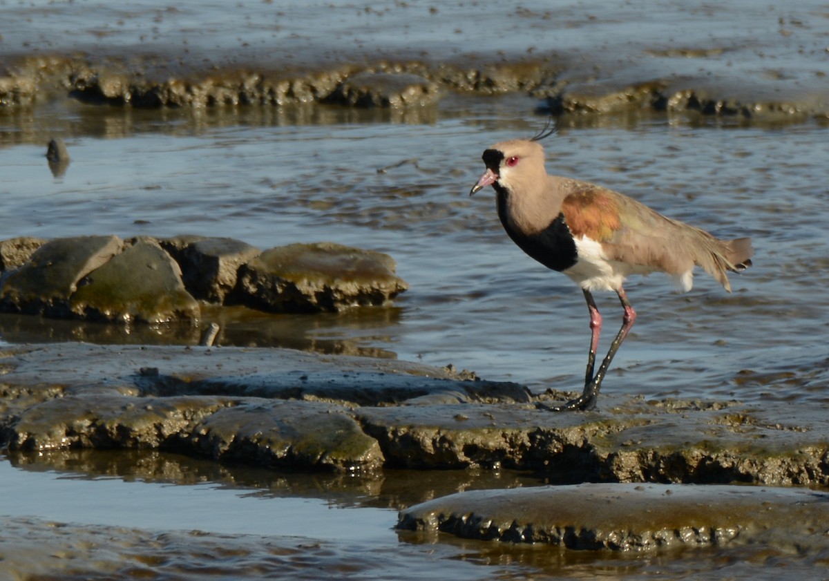 Southern Lapwing - ML620759402