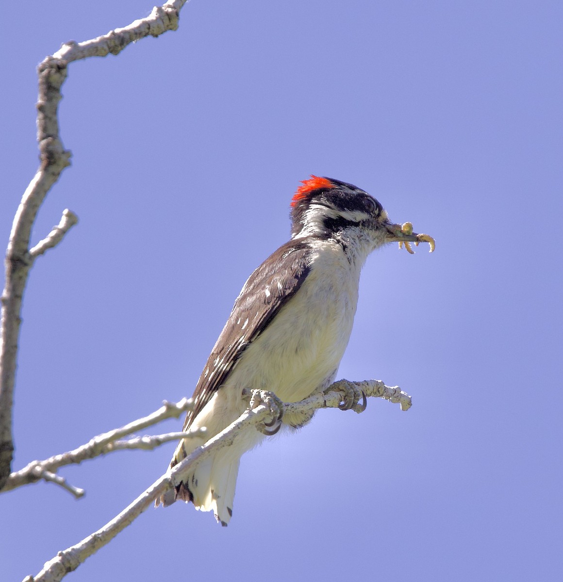 Downy Woodpecker - ML620759407