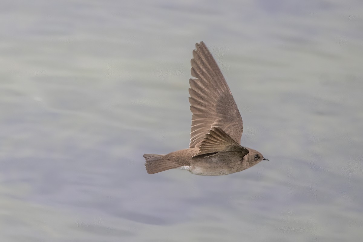 Northern Rough-winged Swallow - ML620759409