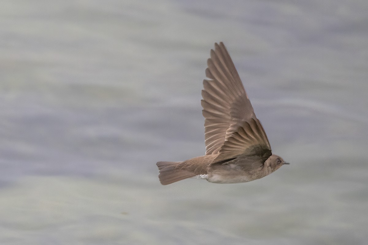 Northern Rough-winged Swallow - ML620759410