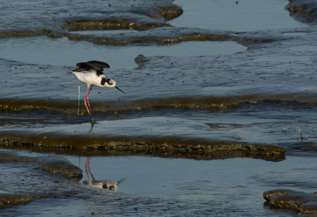 Black-necked Stilt - ML620759412