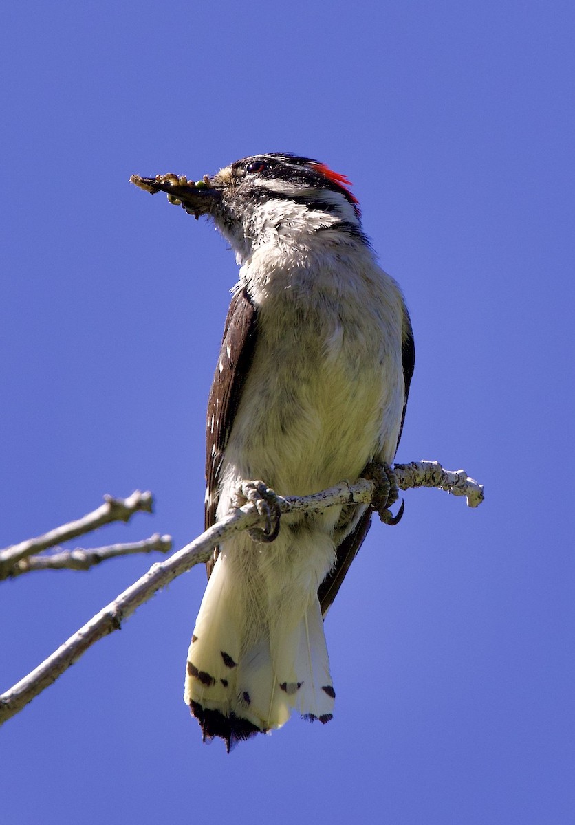 Downy Woodpecker - ML620759417