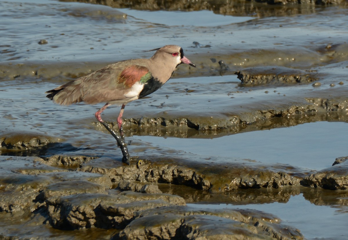 Southern Lapwing - Maria Ogrzewalska