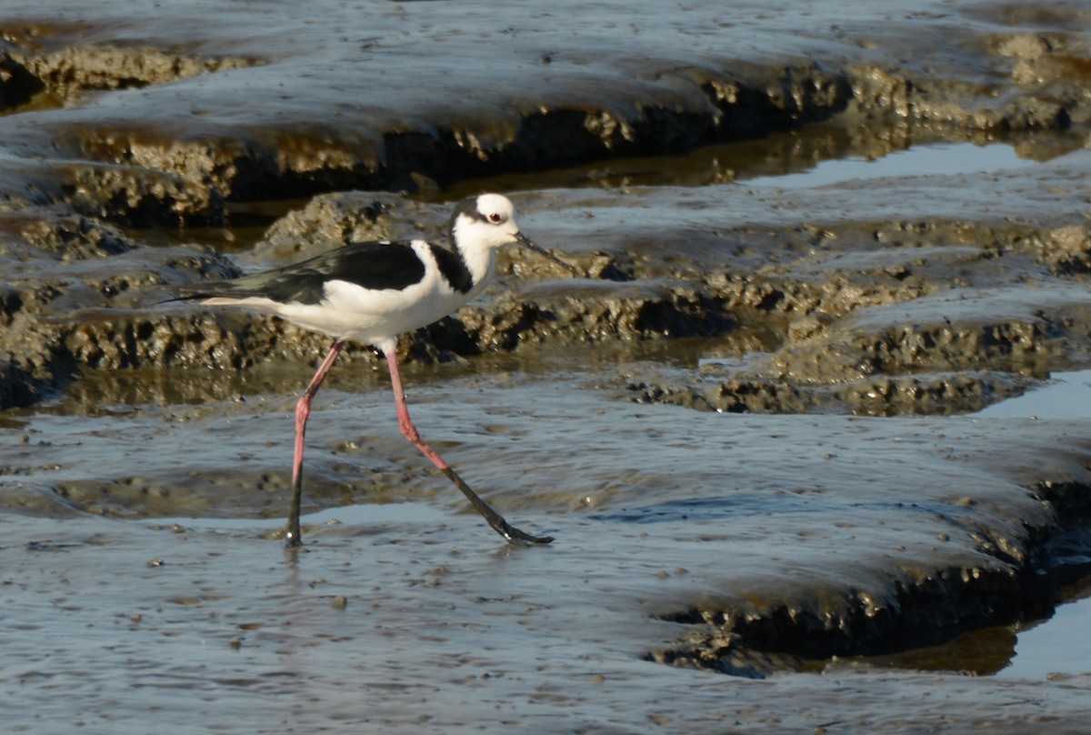 Black-necked Stilt - ML620759420