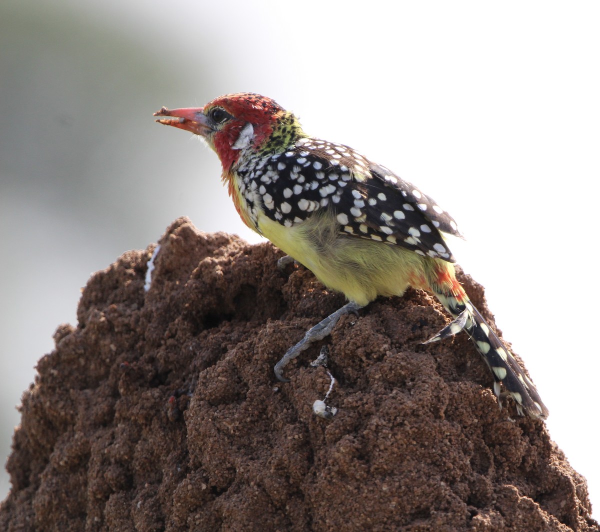 Red-and-yellow Barbet - ML620759424