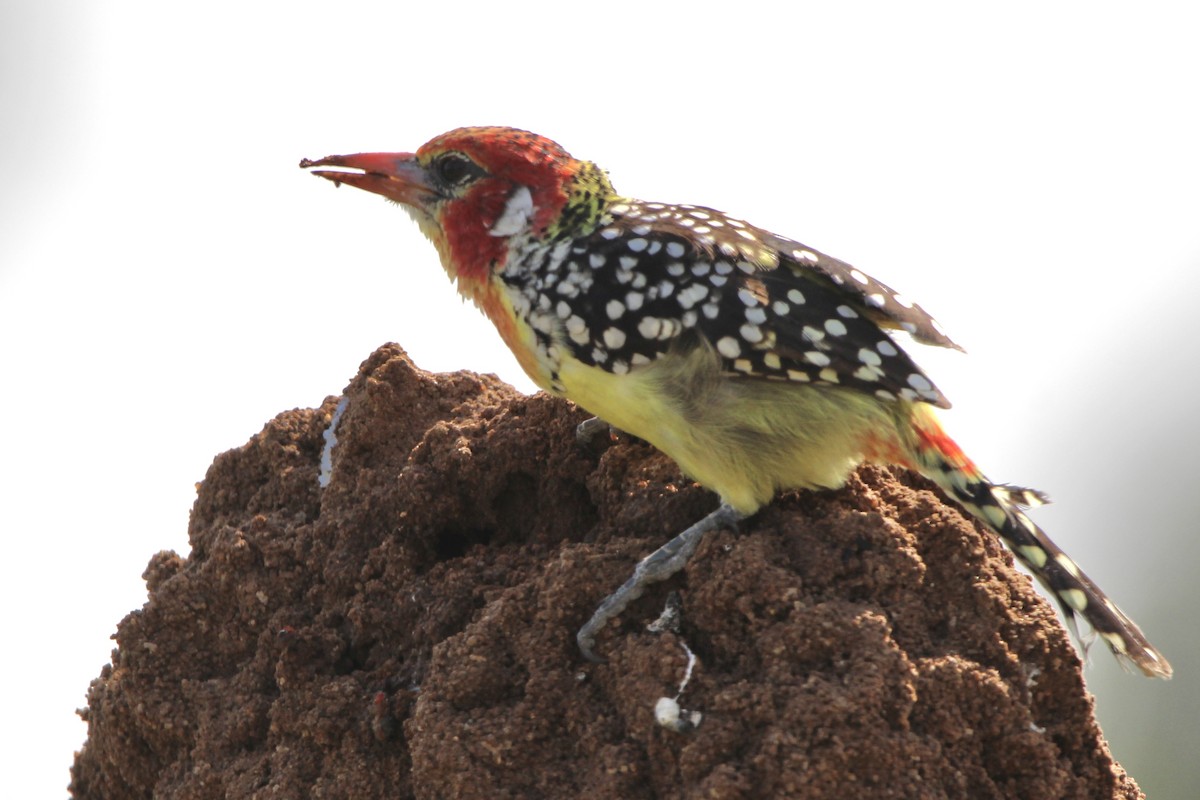 Red-and-yellow Barbet - ML620759425