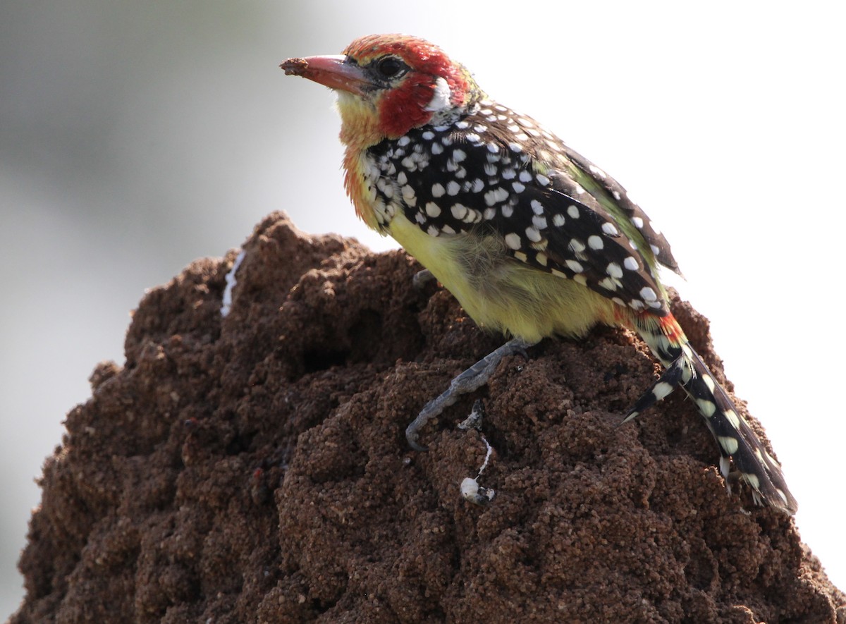 Red-and-yellow Barbet - ML620759426