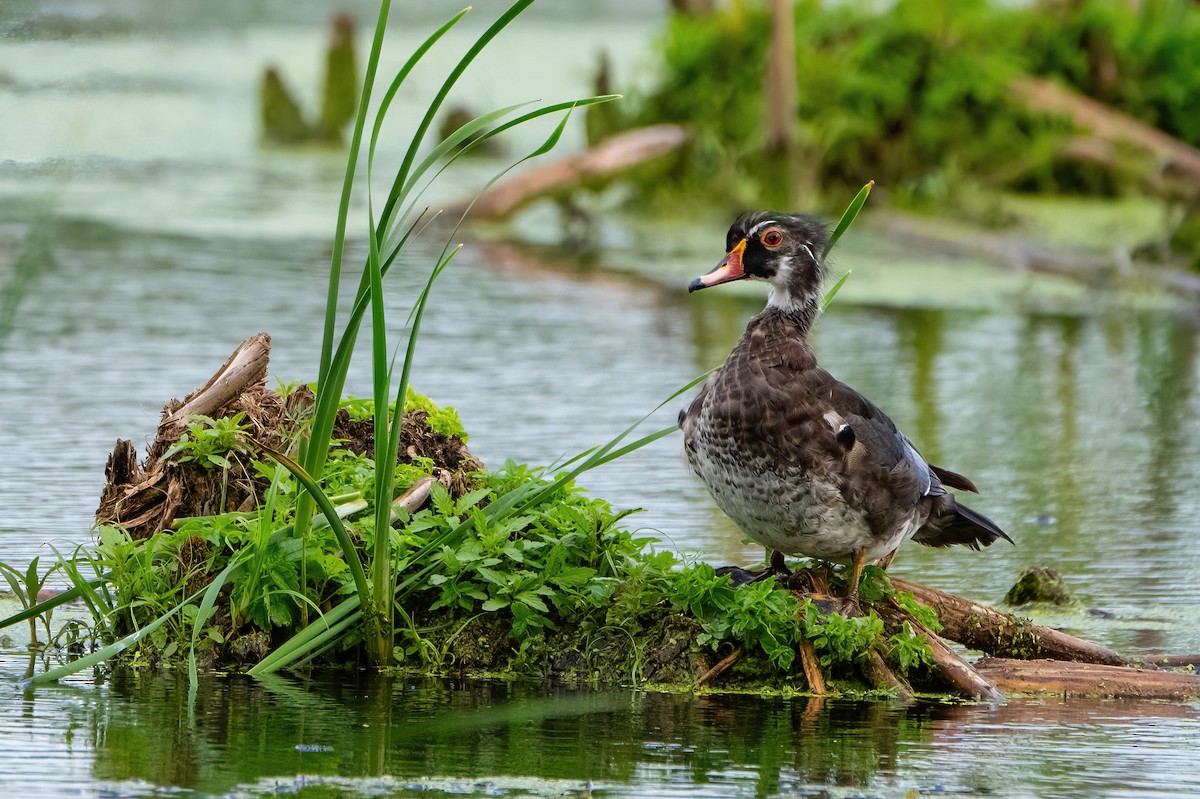 Wood Duck - Theresa Ray