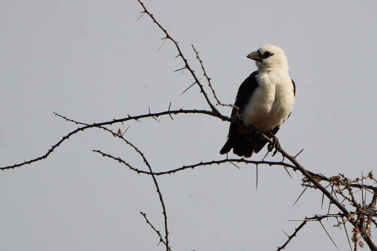 Bufalero Cabeciblanco - ML620759435