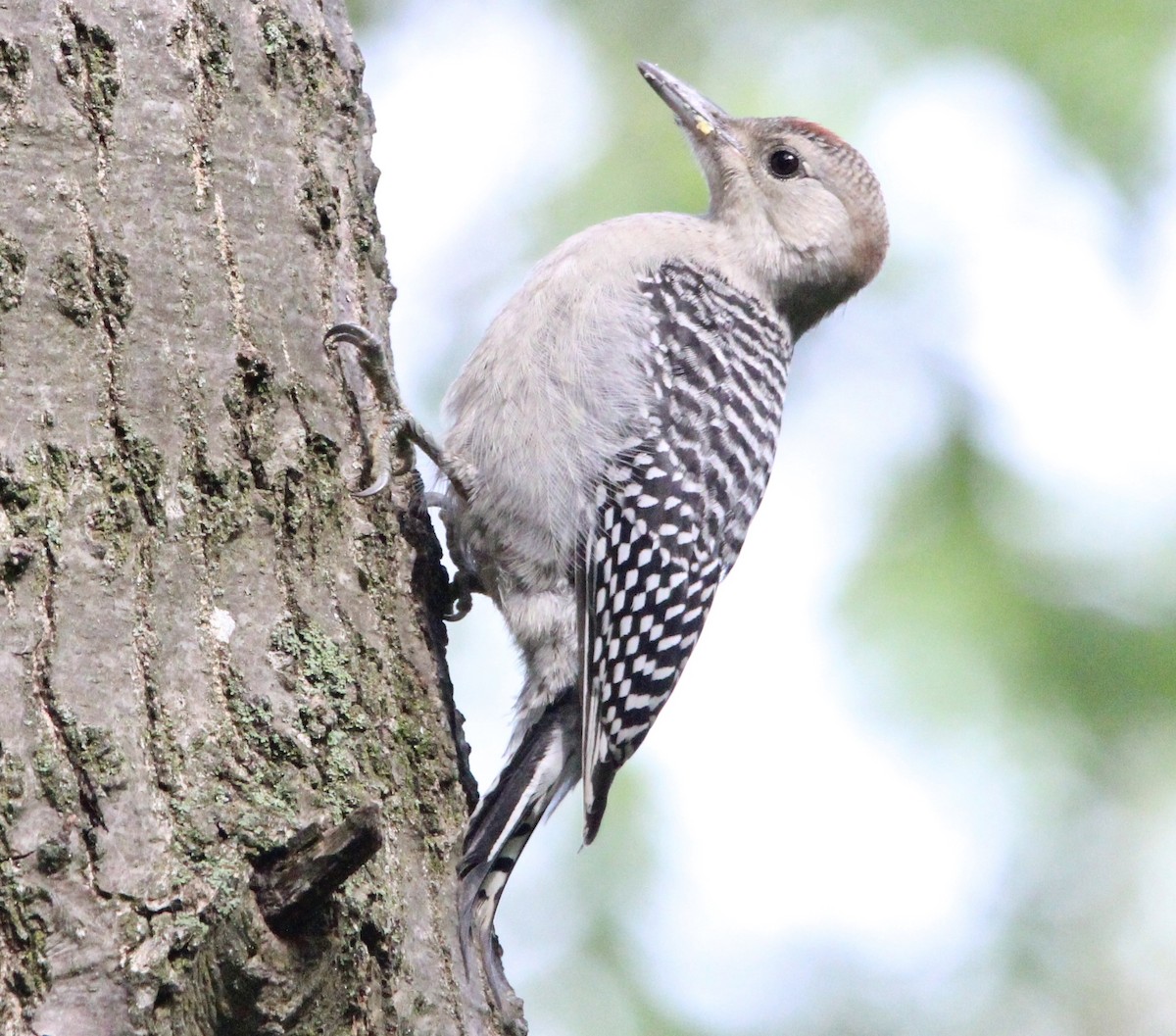 Red-bellied Woodpecker - ML620759437