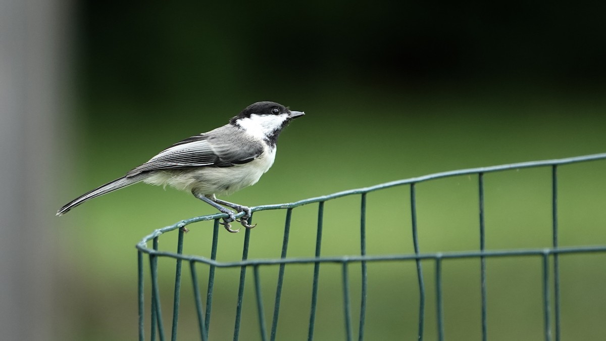 Black-capped Chickadee - ML620759439