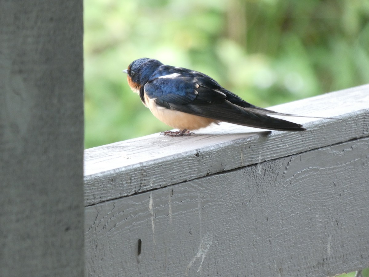 Barn Swallow - ML620759447