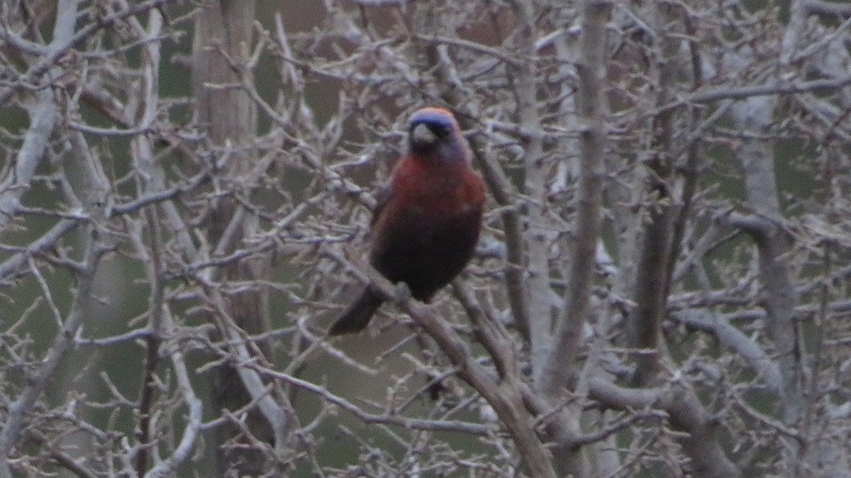 Varied Bunting - ML620759448