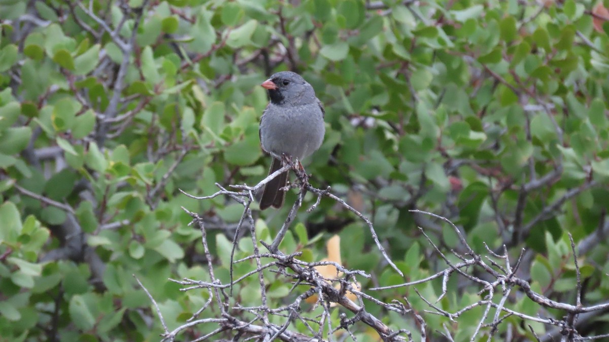 Black-chinned Sparrow - ML620759449