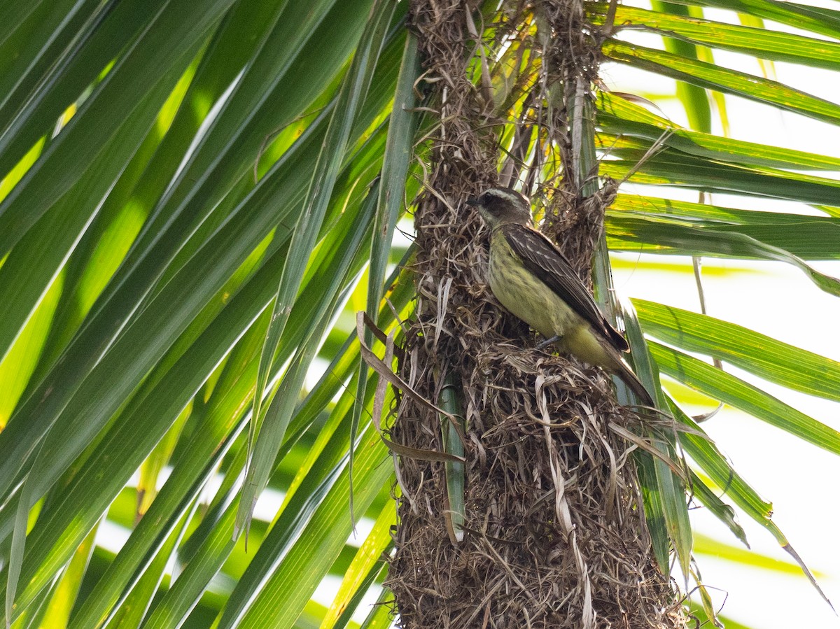 Piratic Flycatcher - ML620759458