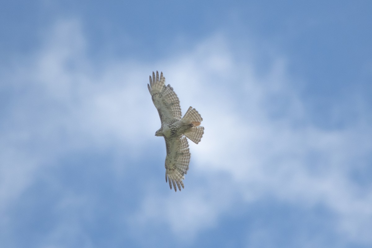 Red-tailed Hawk - ML620759462