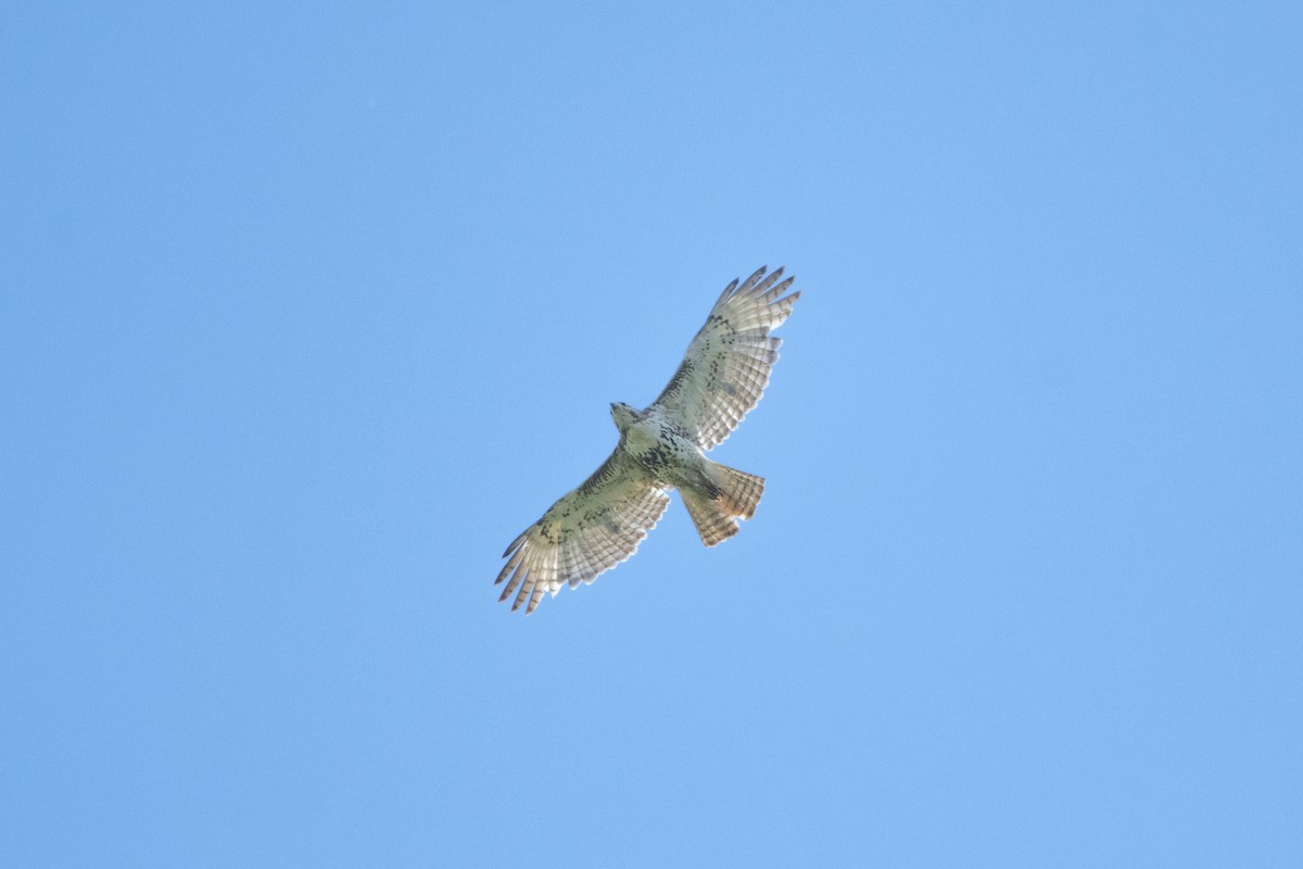 Red-tailed Hawk - ML620759463