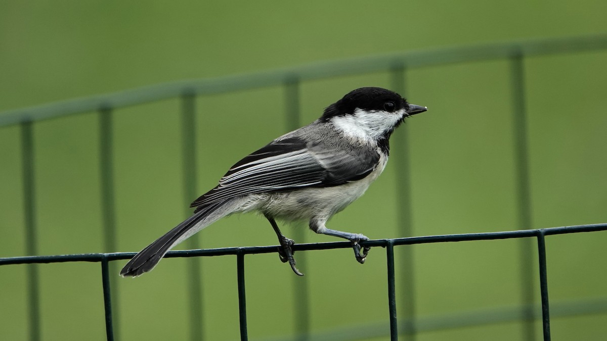 Black-capped Chickadee - ML620759466