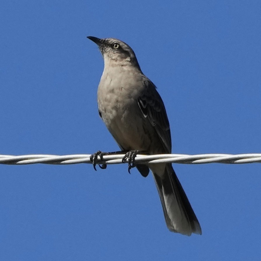 Chalk-browed Mockingbird - ML620759478