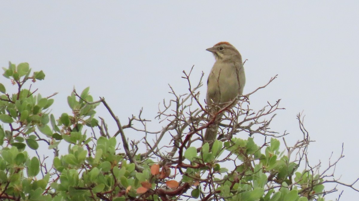 Rufous-crowned Sparrow - ML620759484