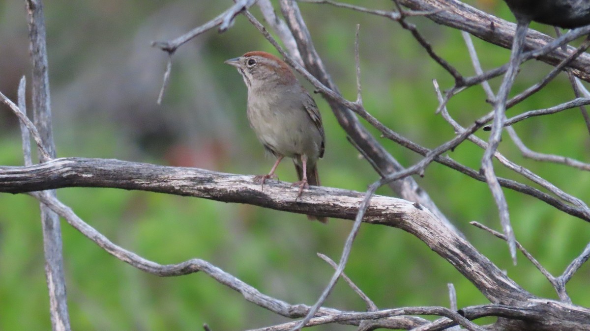 Rufous-crowned Sparrow - ML620759485