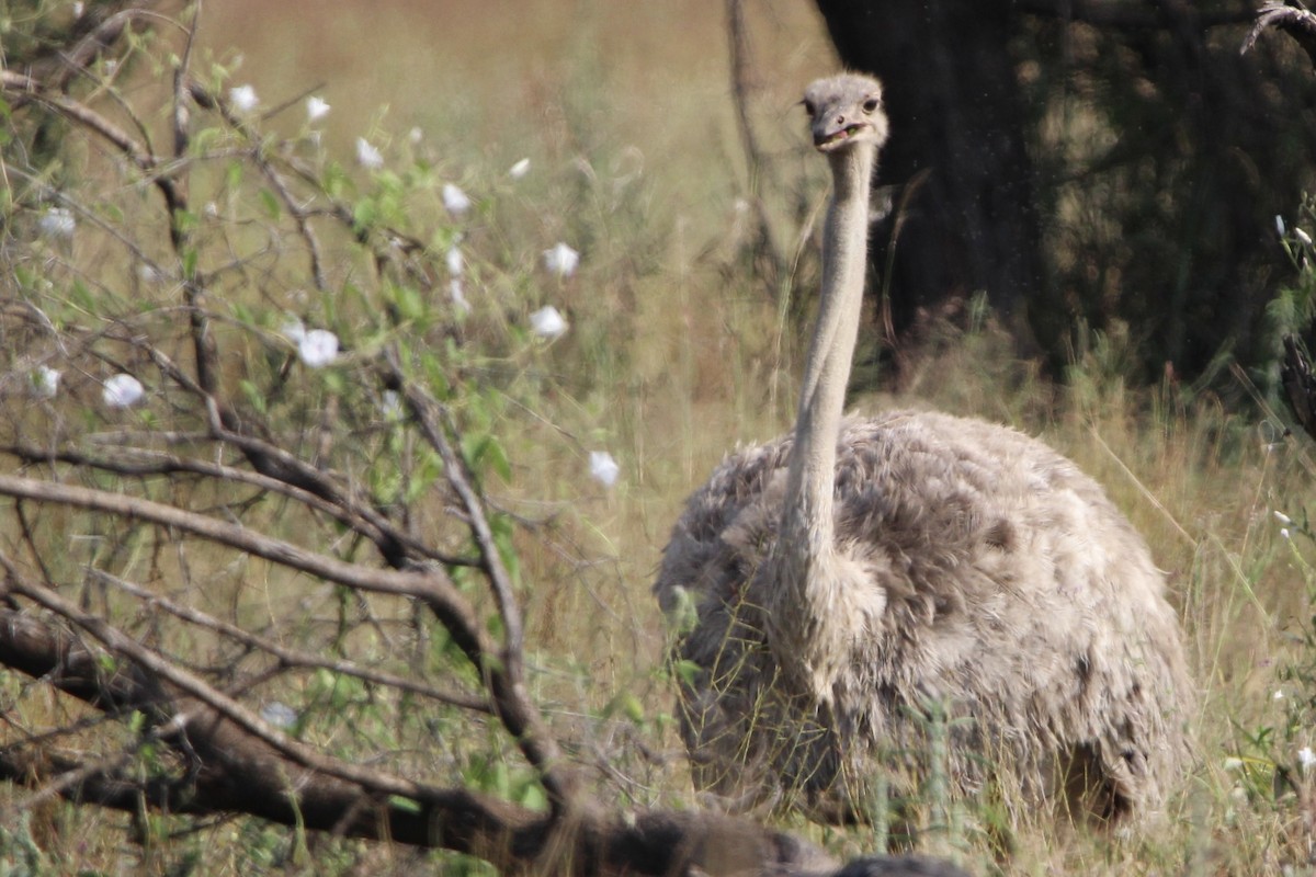 Common Ostrich - Anna Siegel