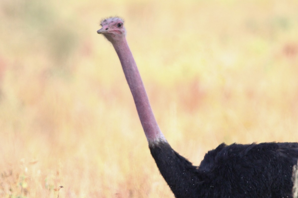 Common Ostrich - ML620759490