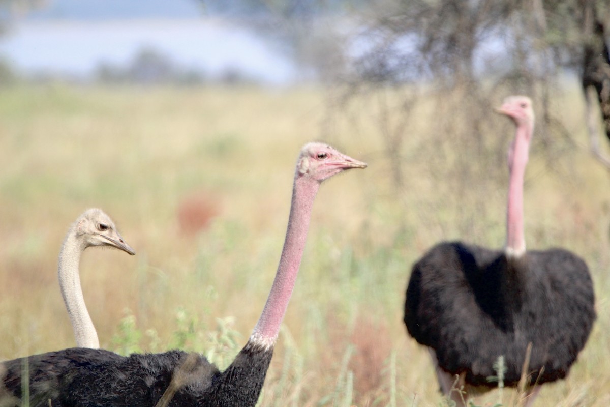 Common Ostrich - Anna Siegel