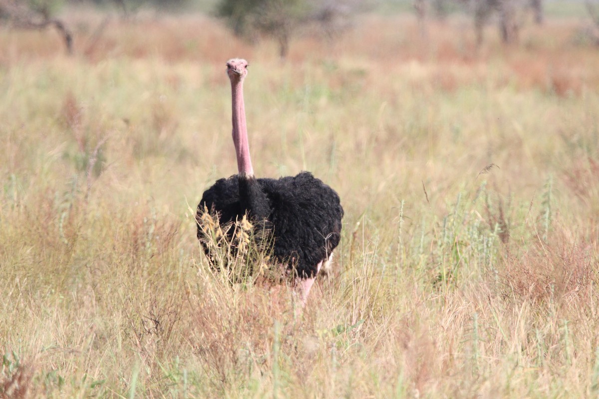 Common Ostrich - ML620759494