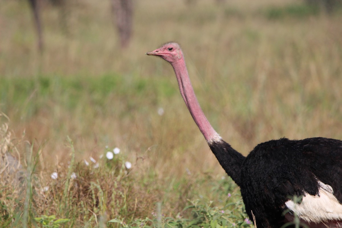 Common Ostrich - ML620759497