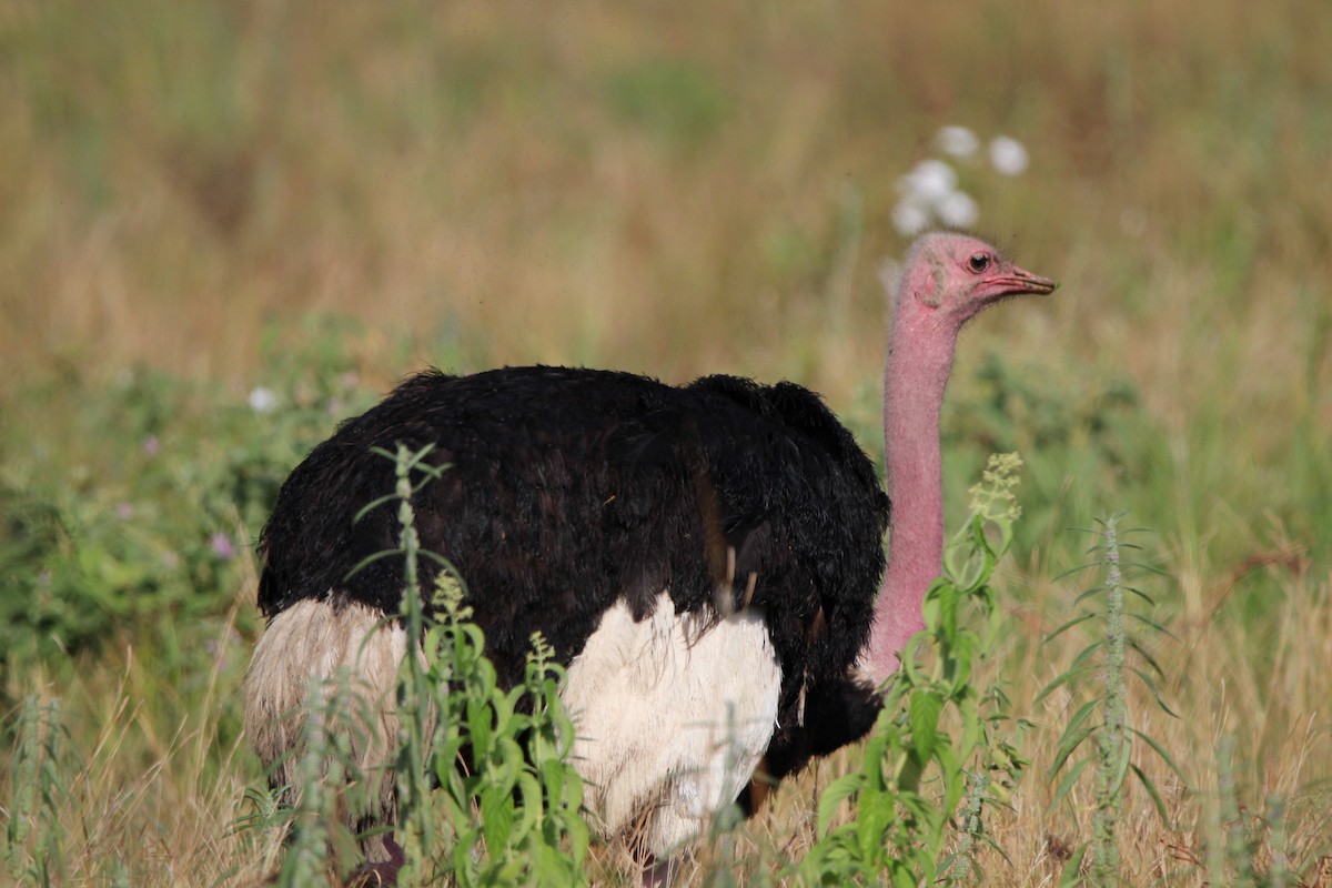 Common Ostrich - ML620759500