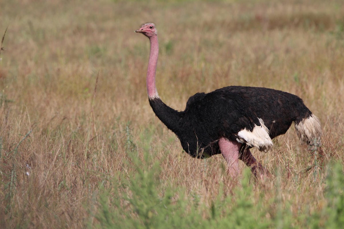 Common Ostrich - Anna Siegel