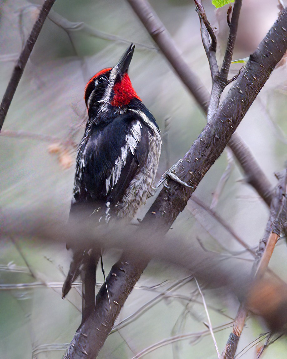 Red-naped Sapsucker - ML620759508