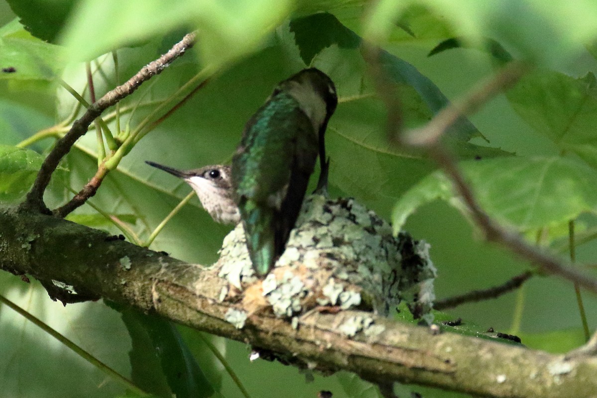 Ruby-throated Hummingbird - ML620759518