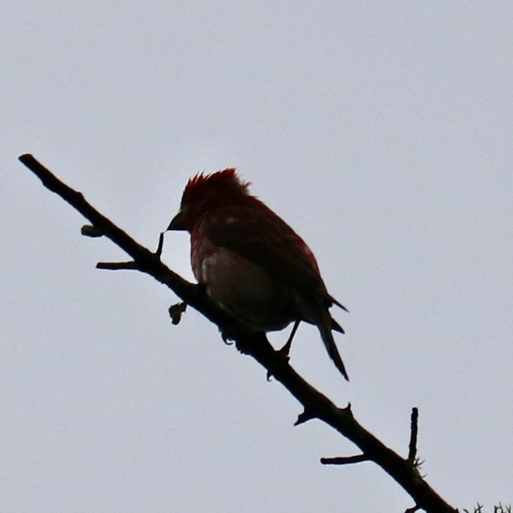 Purple Finch - ML620759521