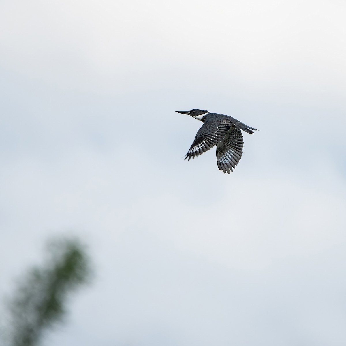 Belted Kingfisher - ML620759522