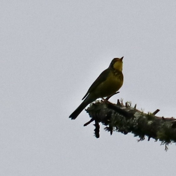 Canada Warbler - ML620759525