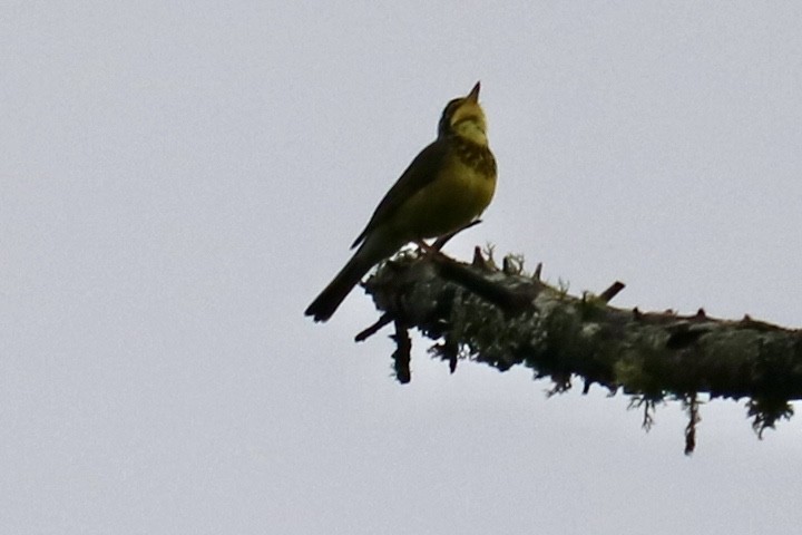 Canada Warbler - ML620759526